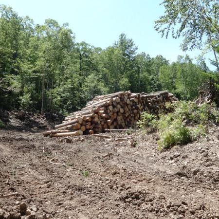 Вырубка леса в районе села Краснореченский