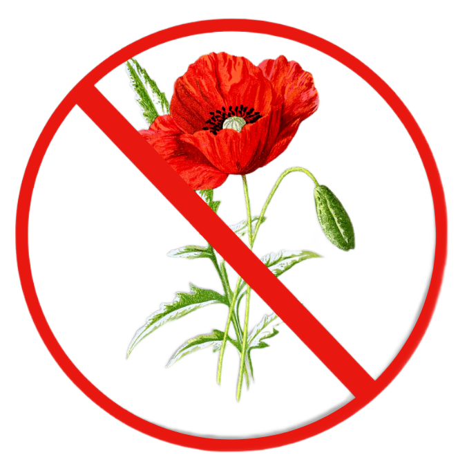Почему мак запрещен. Выращивать Мак запрещено. Цветы которые запрещено выращивать. Цветок запрещенный к выращиванию. Мак цветок какой запрещено сажать.