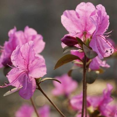 Рододендрон даурский (багульник). Один из красивейших первоцветов Приморья - рододендрон даурский (багульник) в мае расцвечивает нежным розовым цветом окружающие Дальнегорск сопки